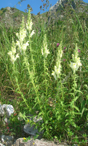 Himantoglossum con cacha 