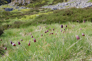 Tablero de damas en Leitariegos 