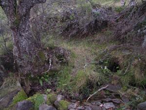 Fuente del Granizu