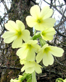 Primula elatior L. 